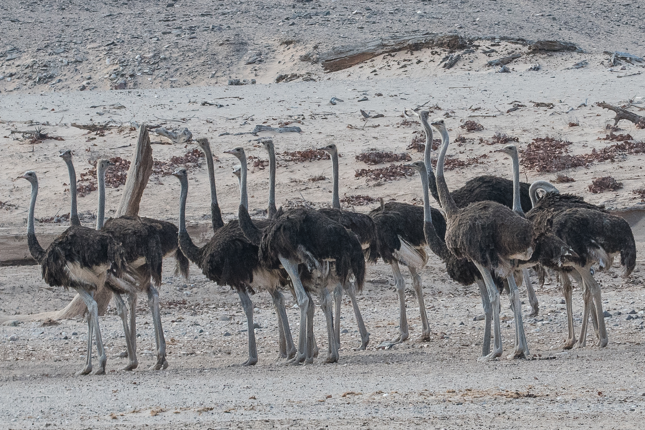Autruches d'Afrique (Common Ostrich, Strutho camelus), femelle adulte et sub-adultes, Vallée de l'Hoanib, Kaokoland, Namibie.